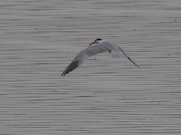 Lesser crested tern (Thalasseus bengalensis)